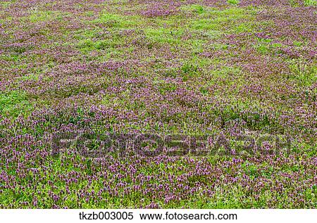 Red Deadnettle field View Large Photo Image Stock Photography - Red Deadnettle field. Fotosearch