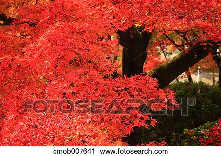 Red maple leaves View Large Photo Image Stock Image - Red maple leaves. Fotosearch