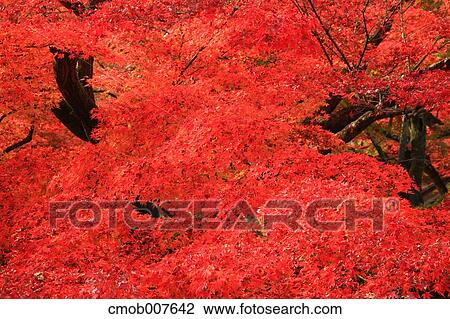 Red maple leaves View Large Photo Image Stock Image - Red maple leaves. Fotosearch