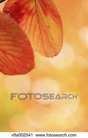 Stock Image - Red maple leaves. Fotosearch