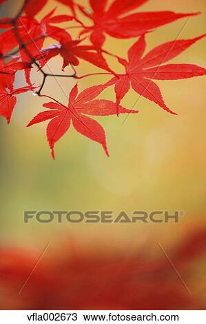 Red maple leaves View Large Photo Image Stock Image - Red maple leaves. Fotosearch