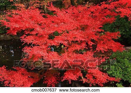 Red maple leaves View Large Photo Image Stock Photo - Red maple leaves. Fotosearch