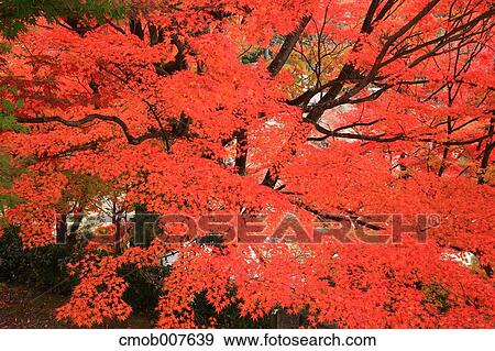 Red maple leaves View Large Photo Image Stock Photo - Red maple leaves. Fotosearch