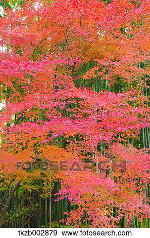 Stock Photo - Red maple leaves. Fotosearch