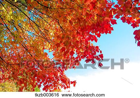 Stock Photograph - Red maple leaves. Fotosearch