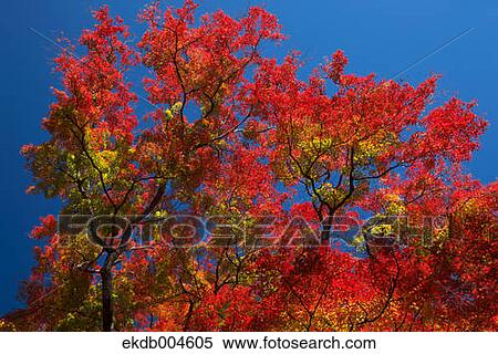 Stock Photography - Red maple leaves. Fotosearch