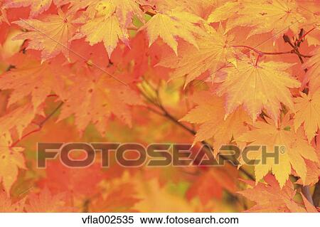Red maple leaves View Large Photo Image Stock Photography - Red maple leaves. Fotosearch