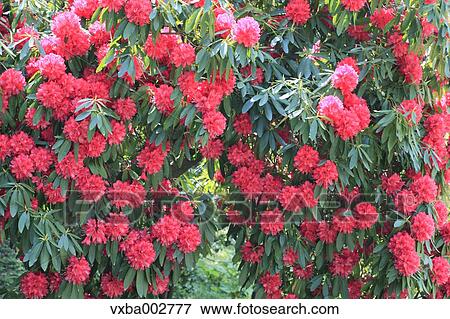 Rhododendron View Large Photo Image Stock Photo - Rhododendron. Fotosearch