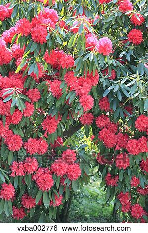 Rhododendron View Large Photo Image Stock Photograph - Rhododendron. Fotosearch