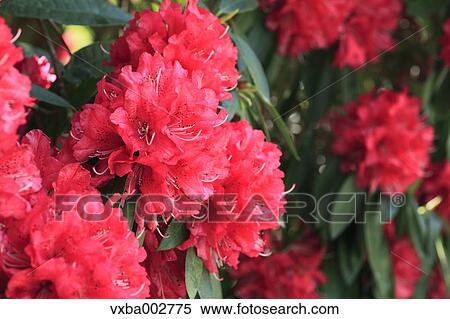 Rhododendron View Large Photo Image Stock Photography - Rhododendron. Fotosearch