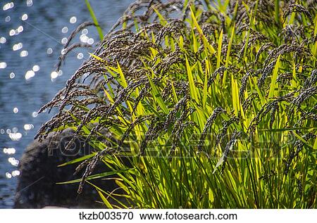 Rice ears View Large Photo Image Stock Image - Rice ears. Fotosearch