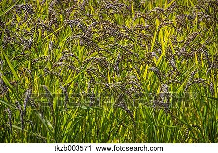 Stock Image - Rice ears. Fotosearch