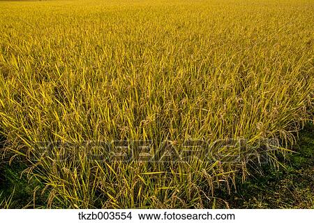 Rice field View Large Photo Image Picture - Rice field. Fotosearch
