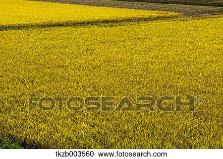Stock Image - Rice field. Fotosearch
