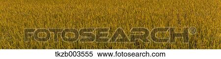 Rice field View Large Photo Image Stock Photography - Rice field. Fotosearch