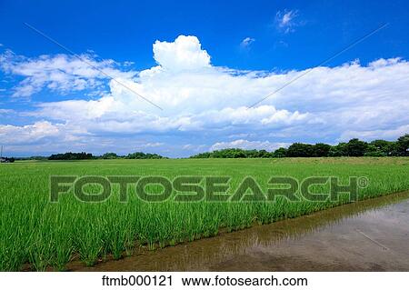 Rice fields and sky View Large Photo Image Stock Image - Rice fields and sky. Fotosearch