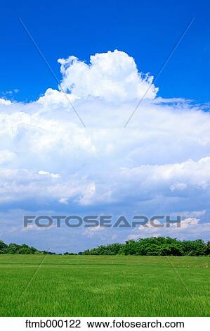 Stock Image - Rice fields and sky. Fotosearch