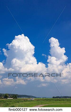 Rice fields and sky View Large Photo Image Stock Photo - Rice fields and sky. Fotosearch