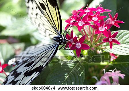 Picture - Rice paper butterfly. Fotosearch