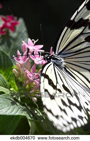 Rice paper butterfly View Large Photo Image Stock Image - Rice paper butterfly. Fotosearch