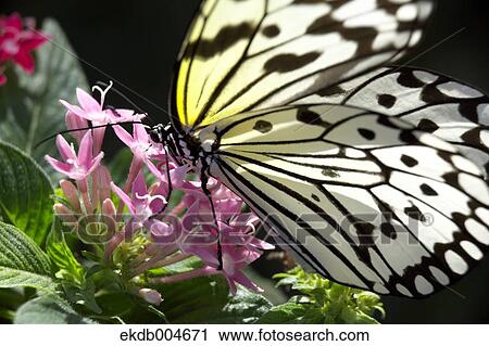 Rice paper butterfly View Large Photo Image Stock Image - Rice paper butterfly. Fotosearch