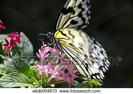 Rice paper butterfly View Large Photo Image Stock Image - Rice paper butterfly. Fotosearch