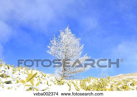 Rimed tree View Large Photo Image Picture - Rimed tree. Fotosearch