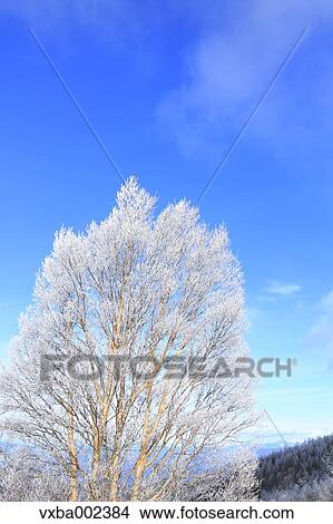 Rimed tree View Large Photo Image Picture - Rimed tree. Fotosearch