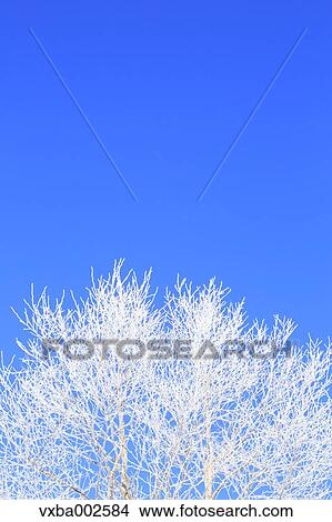 Rimed tree View Large Photo Image Picture - Rimed tree. Fotosearch