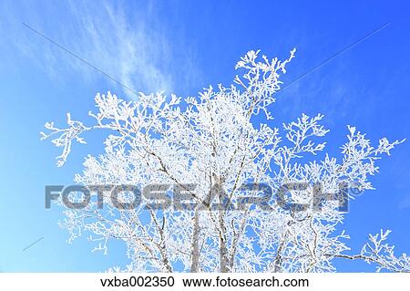 Rimed tree View Large Photo Image Stock Image - Rimed tree. Fotosearch