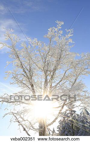 Rimed tree View Large Photo Image Stock Image - Rimed tree. Fotosearch