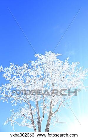 Rimed tree View Large Photo Image Stock Image - Rimed tree. Fotosearch
