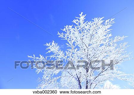 Rimed tree View Large Photo Image Stock Image - Rimed tree. Fotosearch