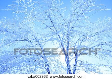 Rimed tree View Large Photo Image Stock Image - Rimed tree. Fotosearch