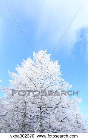 Rimed tree View Large Photo Image Stock Image - Rimed tree. Fotosearch