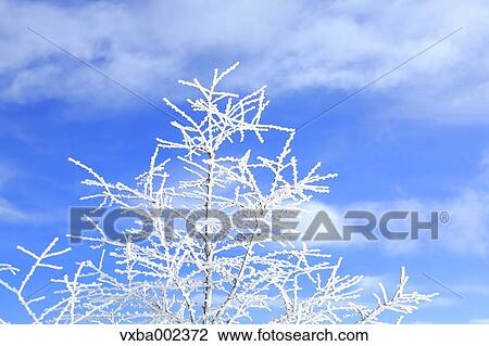 Rimed tree View Large Photo Image Stock Image - Rimed tree. Fotosearch