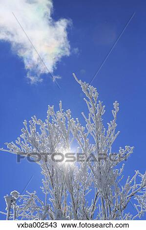 Rimed tree View Large Photo Image Stock Image - Rimed tree. Fotosearch