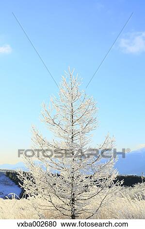Rimed tree View Large Photo Image Stock Image - Rimed tree. Fotosearch