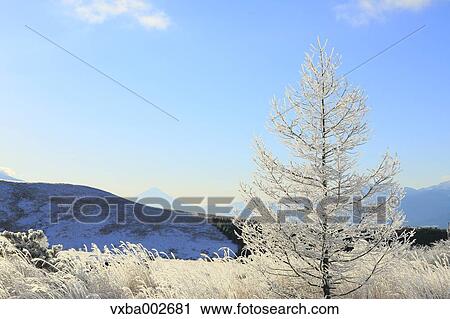 Rimed tree View Large Photo Image Stock Image - Rimed tree. Fotosearch