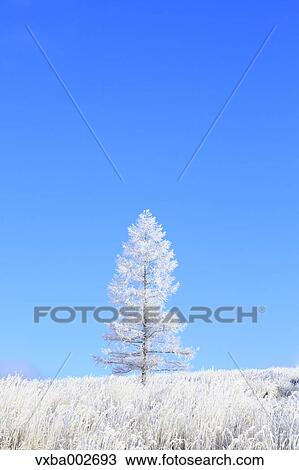 Rimed tree View Large Photo Image Stock Image - Rimed tree. Fotosearch