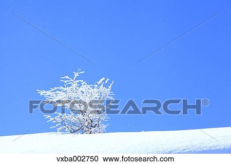 Rimed tree View Large Photo Image Stock Image - Rimed tree. Fotosearch
