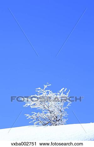 Rimed tree View Large Photo Image Stock Image - Rimed tree. Fotosearch