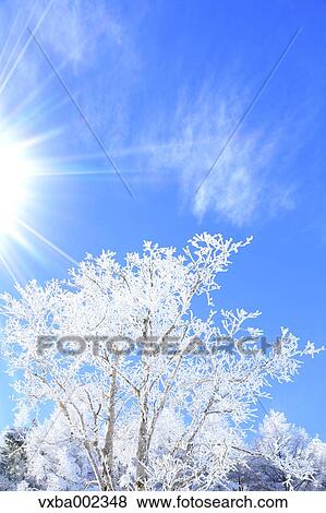 Rimed tree View Large Photo Image Stock Photo - Rimed tree. Fotosearch