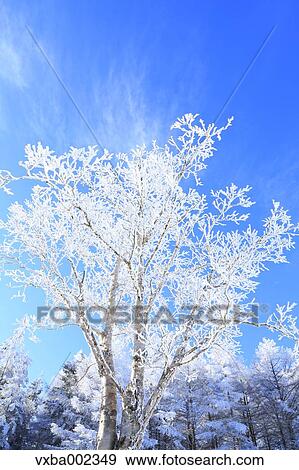 Rimed tree View Large Photo Image Stock Photo - Rimed tree. Fotosearch