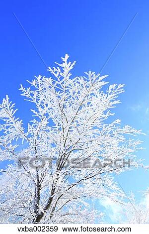 Rimed tree View Large Photo Image Stock Photo - Rimed tree. Fotosearch