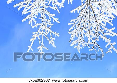 Rimed tree View Large Photo Image Stock Photo - Rimed tree. Fotosearch