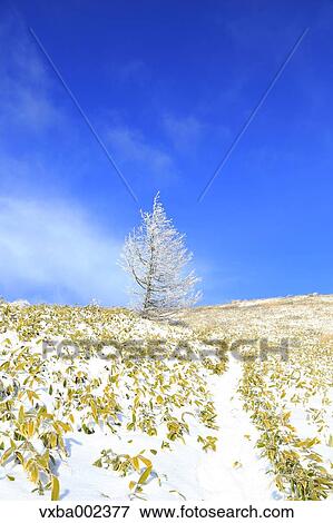 Rimed tree View Large Photo Image Stock Photo - Rimed tree. Fotosearch