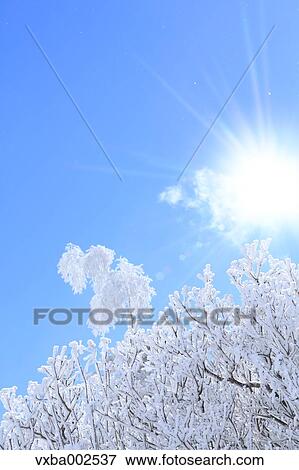 Rimed tree View Large Photo Image Stock Photo - Rimed tree. Fotosearch