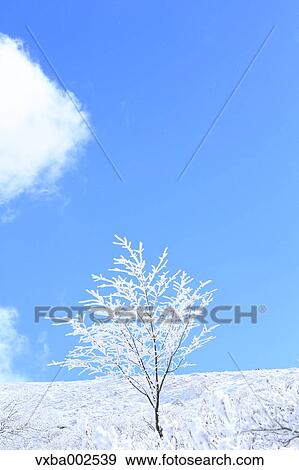 Rimed tree View Large Photo Image Stock Photo - Rimed tree. Fotosearch