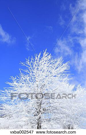 Stock Photo - Rimed tree. Fotosearch